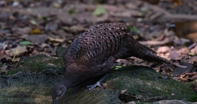 Drinking water deep in the forest while another bird at the background is foraging, Grey peacock-pheasant Polyplectron bicalcaratum, Thailand