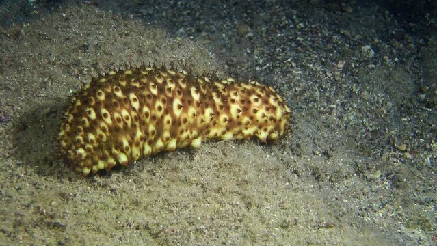 Resembling a picturesque spotted caterpillar, Sea cucumber cotton-spinner (Holothuria sanctori) slowly crawls along the seabed, medium shot.