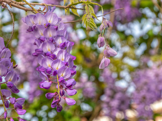 Gorgeous bright purple Japanese Wisteri hanging flowers closeup. Spring is here.