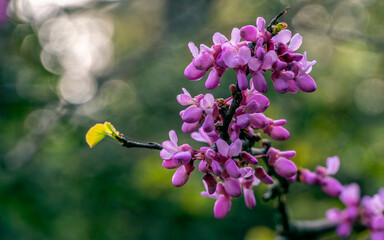 Beautiful judas tree fuchsia colored flowers with light bubbles in the background. Spring has come...
