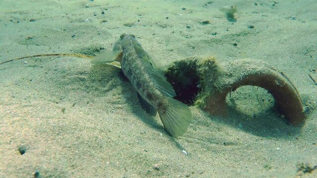 A male Black goby (Gobius niger) in breeding plumage scares another goby approaching the nest by raising his fins.