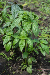 How to grow green basil at home. Growing basil herbs in the garden