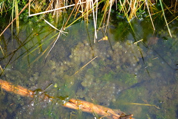 Frogs breed in the spring. Tadpoles of the European grass frog (Rana temporaria) just before...