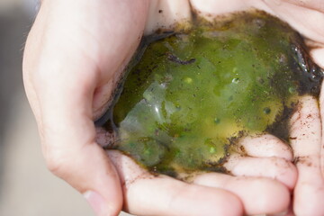 Frogs breed in the spring. Tadpoles of the European grass frog (Rana temporaria) just before hatching from the egg in the hand, toad caviar in the Harz mountains near Brocken, Germany.