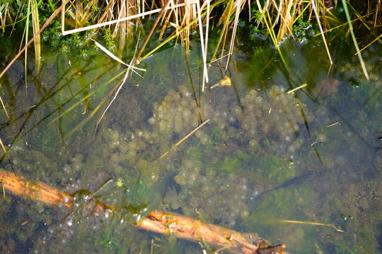 Frogs breed in the spring. Tadpoles of the European grass frog (Rana temporaria) just before hatching from the egg in a small mountain stream, toad caviar in the Harz mountains near Brocken, Germany.
