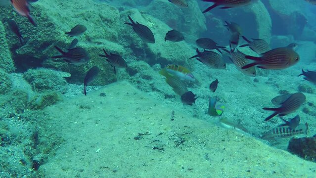 A large flock of Damselfish (Chromis chromis) swims in front of the camera against the backdrop of bottom rocks.