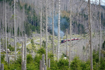 Forests destroyed by climate change, drought and the immense increase in bark beetles in the Harz Mountains, Germany. The steaming locomotive is pulling its wagons through dead forests.