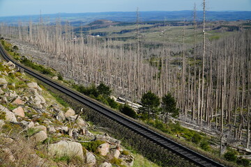 Due to climate change, drought and the immense increase in bark beetles desolated forest near...