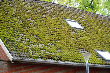 Totally mossy tiled roof of a house in northern Germany. Several rainy months have allowed the...