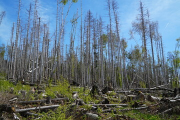 Due to climate change, drought and the immense increase in bark beetles desolated forest near...