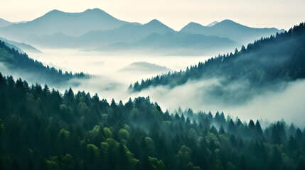 Beautiful Natural landscape background from forest  in mountains with fog, green trees, plants, nature, Pine trees, Foggy atmosphere 