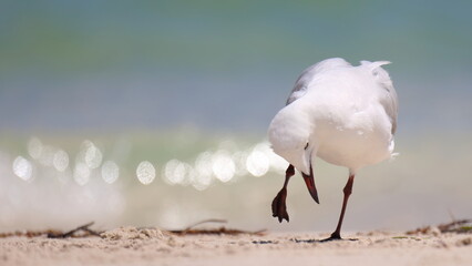 Seagull standing, white sandy beach, turquoise colored sea out of focus.  Bokeh reflections off the...