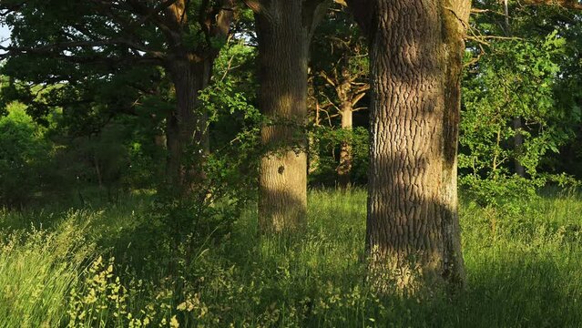 Old oak trees in forest in the Steigerwald, Franconia