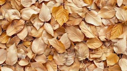 Texture Of Dry Leaves Showing Close Fiber Structure, Cartoon Background