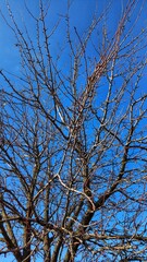 branches against blue sky