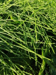 green grass background