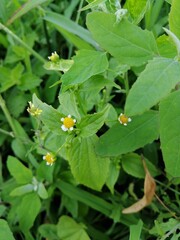 Fototapeta premium flower