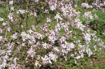 Blooming magnolia flowers in the park in spring. Magnolia tree blossom.