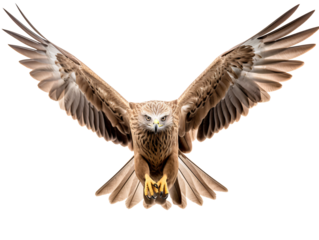 a bird flying with wings spread