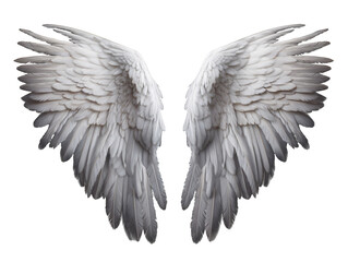 Fototapeta premium a close up of wings
