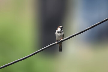 Sparrow on a branch. Bird in nature. Beautiful bird wall art