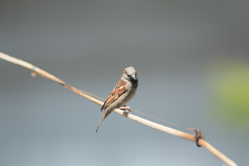 Sparrow on a branch. Bird in nature. Beautiful bird wall art