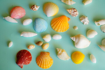 カラフルに色付いた貝殻