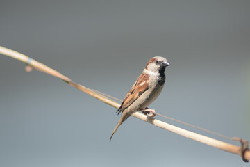 Sparrow on a branch. Bird in nature. Beautiful bird wall art