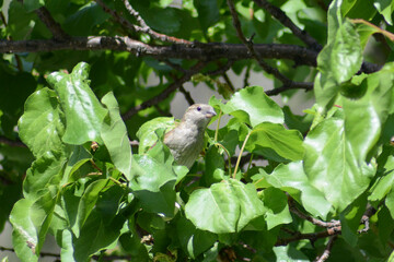 Sparrow on a branch. Bird in nature. Beautiful bird wall art