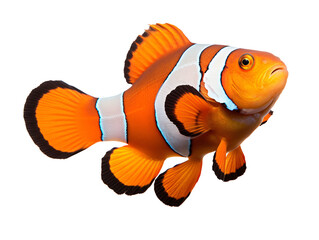 a close up of a fish