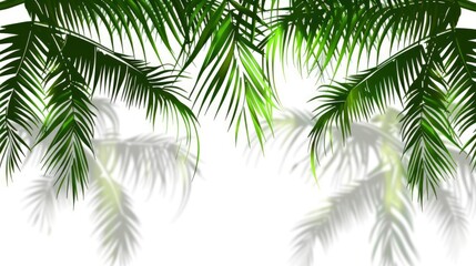 White Background With Shadow Of Tropical Palm Leaves, Cartoon Background