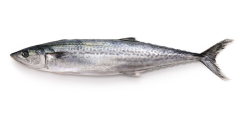 Japanese Spanish mackerel isolated on white background
