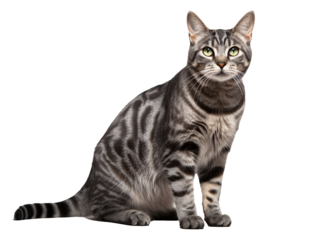 a cat sitting on the floor