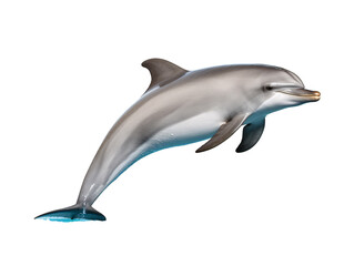 a dolphin jumping out of water