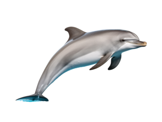 a dolphin jumping out of water