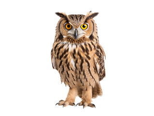 Fototapeta premium a close up of an owl