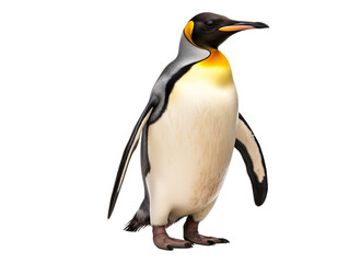 a penguin with a yellow and black head