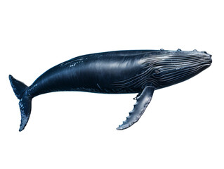 a blue whale with a white background