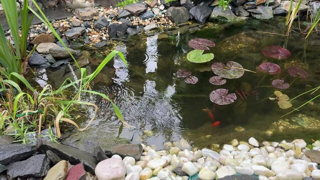 Regen &uuml;ber einem Gartenteich im Fr&uuml;hling mit Goldfischen, 4k