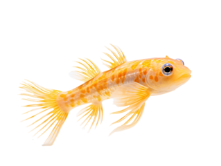 a close up of a fish