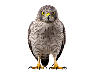 a bird with yellow eyes