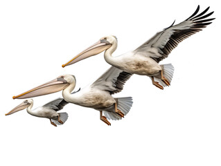 a group of pelicans flying - Powered by Adobe