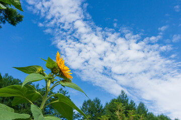sunflower in the sky