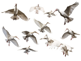 a group of white birds flying