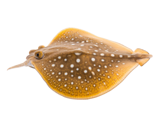 a close up of a fish