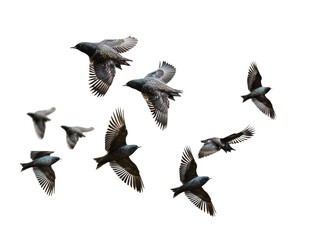 a group of birds flying