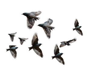 a group of birds flying