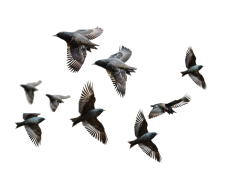 a group of birds flying