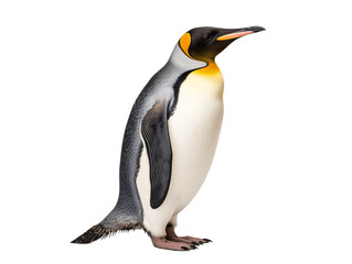 a penguin standing on a white background