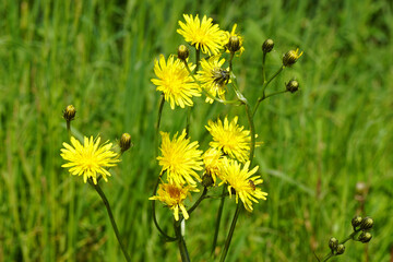 Yellow flowering rough hawksbeard (Crepis biennis), family Asteraceae or Compositae. Blurred grass...